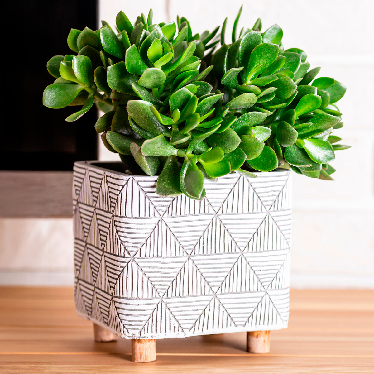 Crassula ovata argentea - Willemse