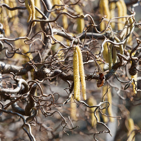 Noisetier - Noisetier tortueux - Corylus avellana 'contorta'