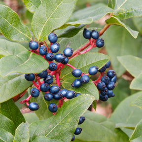 Viornes - Viorne tin - Viburnum tinus