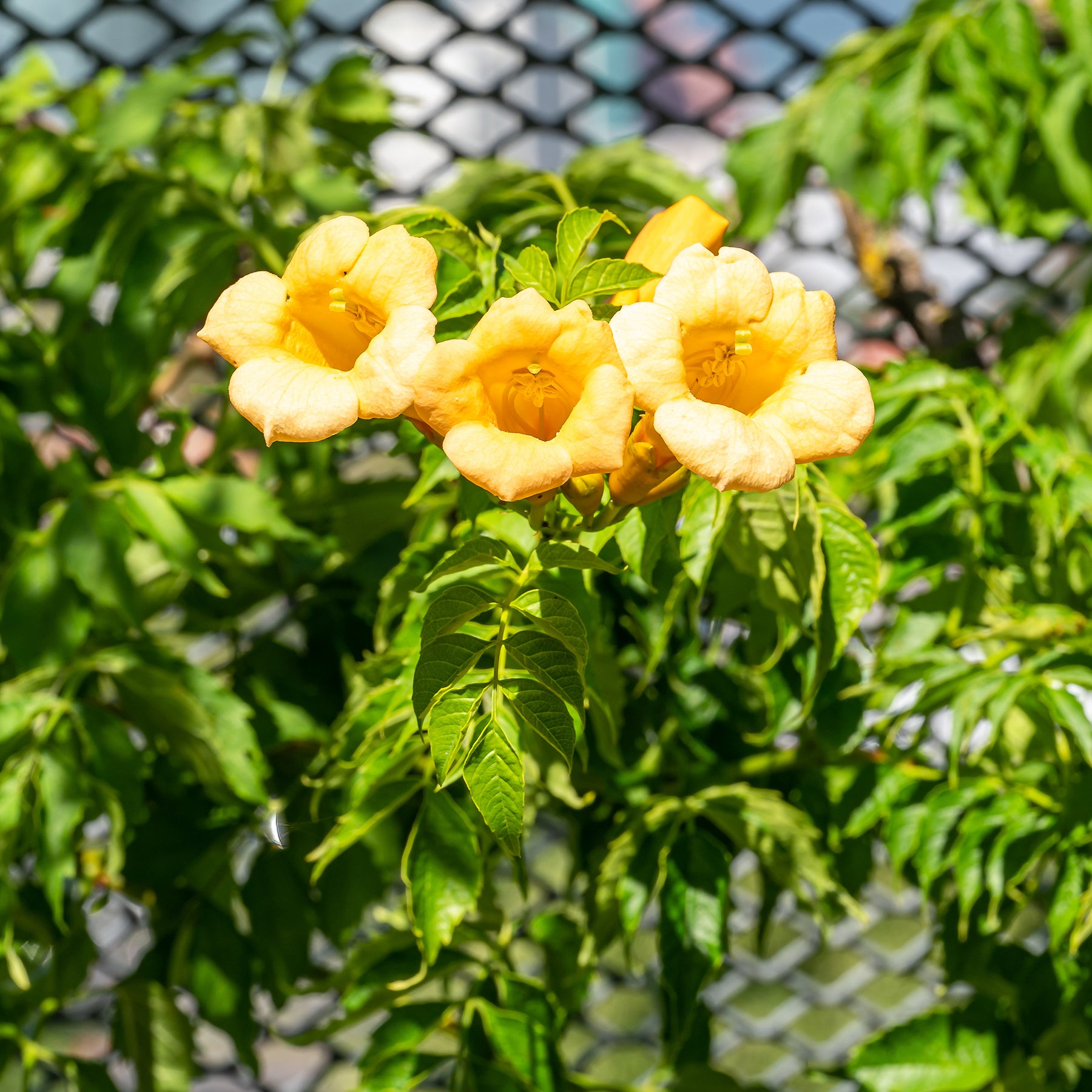 Bignone Trompette jaune - Campsis radicans Yellow Trumpet - Willemse
