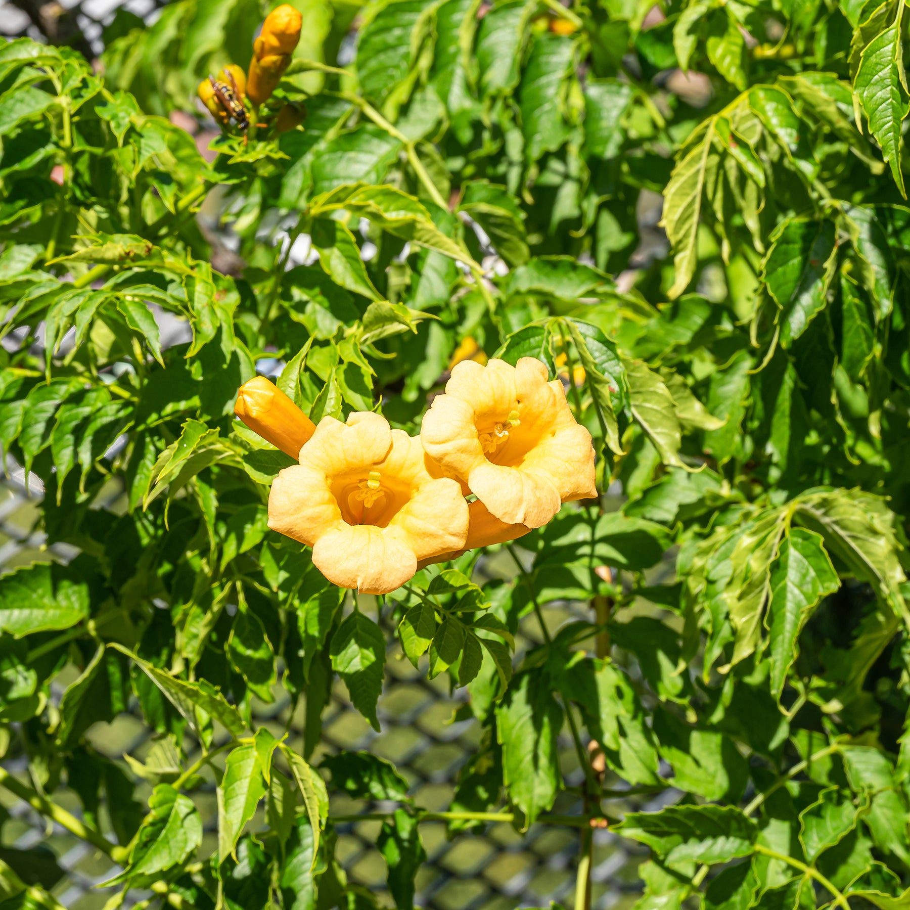 Campsis radicans Yellow Trumpet - Bignone Trompette jaune - Bignone