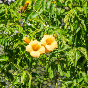 Campsis radicans Yellow Trumpet - Bignone Trompette jaune - Bignone