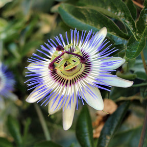 Passiflore bleue
