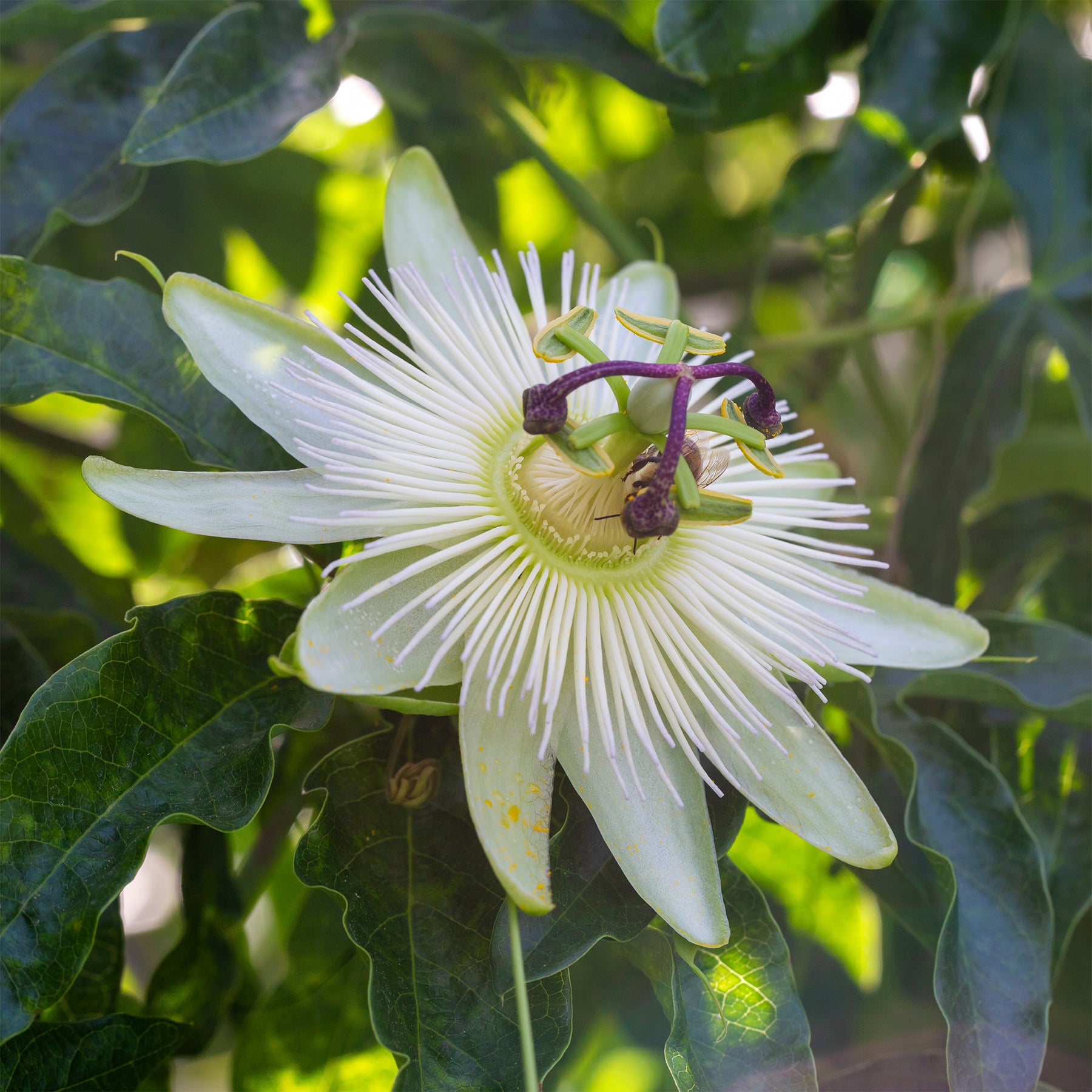 Passiflores - Passiflore Constance Elliot - Passiflora caerulea constance elliot