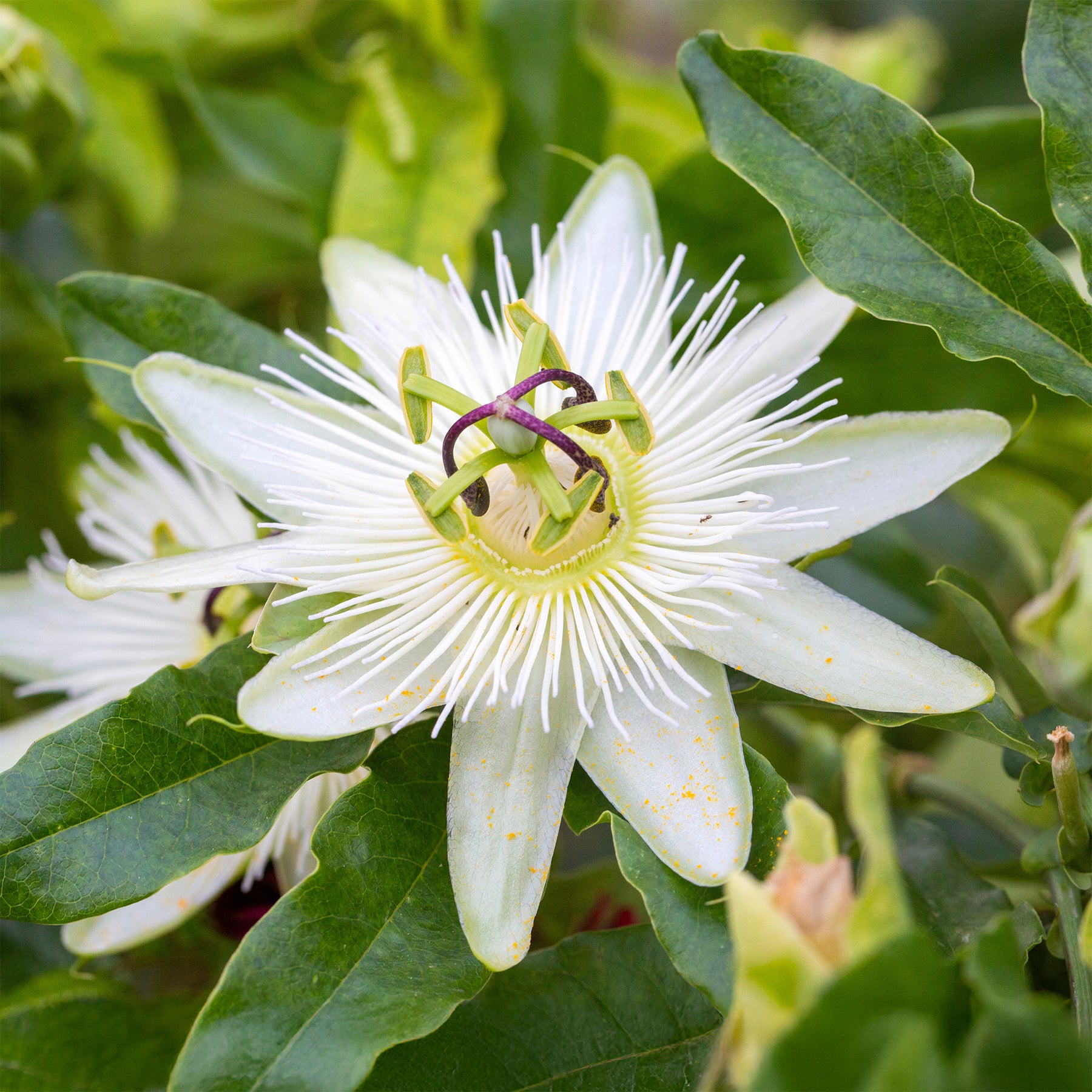 Vente Passiflore Constance Elliot - Passiflora caerulea constance elliot
