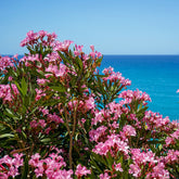 Laurier-rose - Willemse