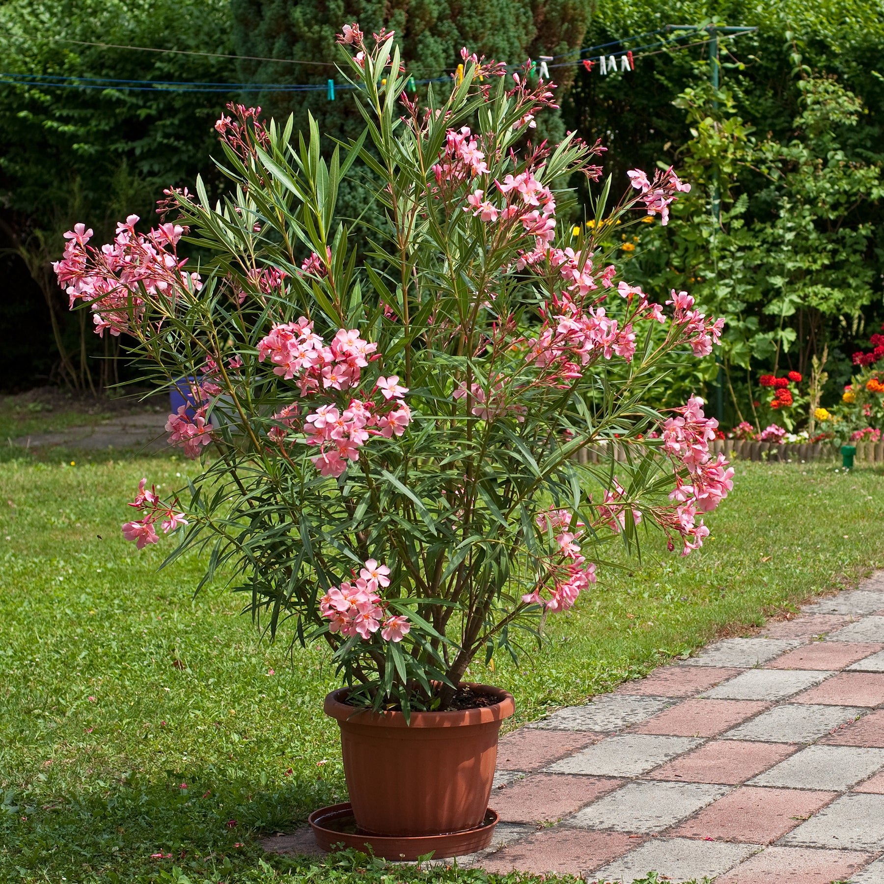Lauriers-roses - Laurier-rose - Nerium oleander