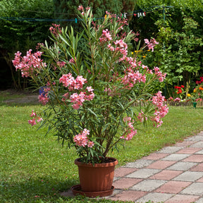 Lauriers-roses - Laurier-rose - Nerium oleander