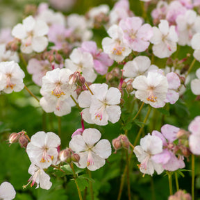 Geranium cantabrigiense Biokovo - Géranium vivace Biokovo - Géraniums vivaces