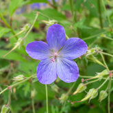 Géranium vivace Johnson's Blue - Willemse