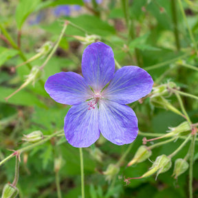 Géranium vivace Johnson's Blue - Willemse