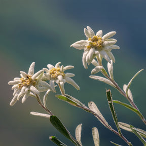 Leontopodium alpinum - Edelweiss des Alpes - Plantes vivaces de montagne