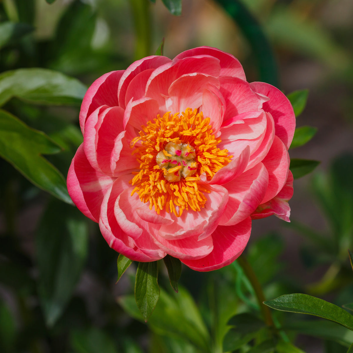 Pivoine Corail - Willemse