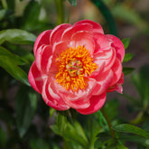 Pivoine Corail - Willemse
