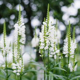 Cataleptique 'Alba'