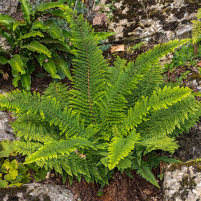 Aspidie à cils raides Herrenhausen - Fougère - Willemse