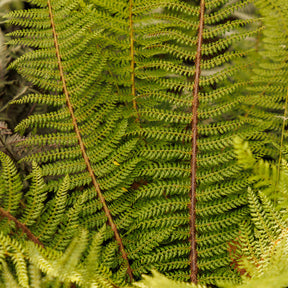 Polystichum setiferum Herrenhausen - Aspidie à cils raides Herrenhausen - Fougère - Fougères