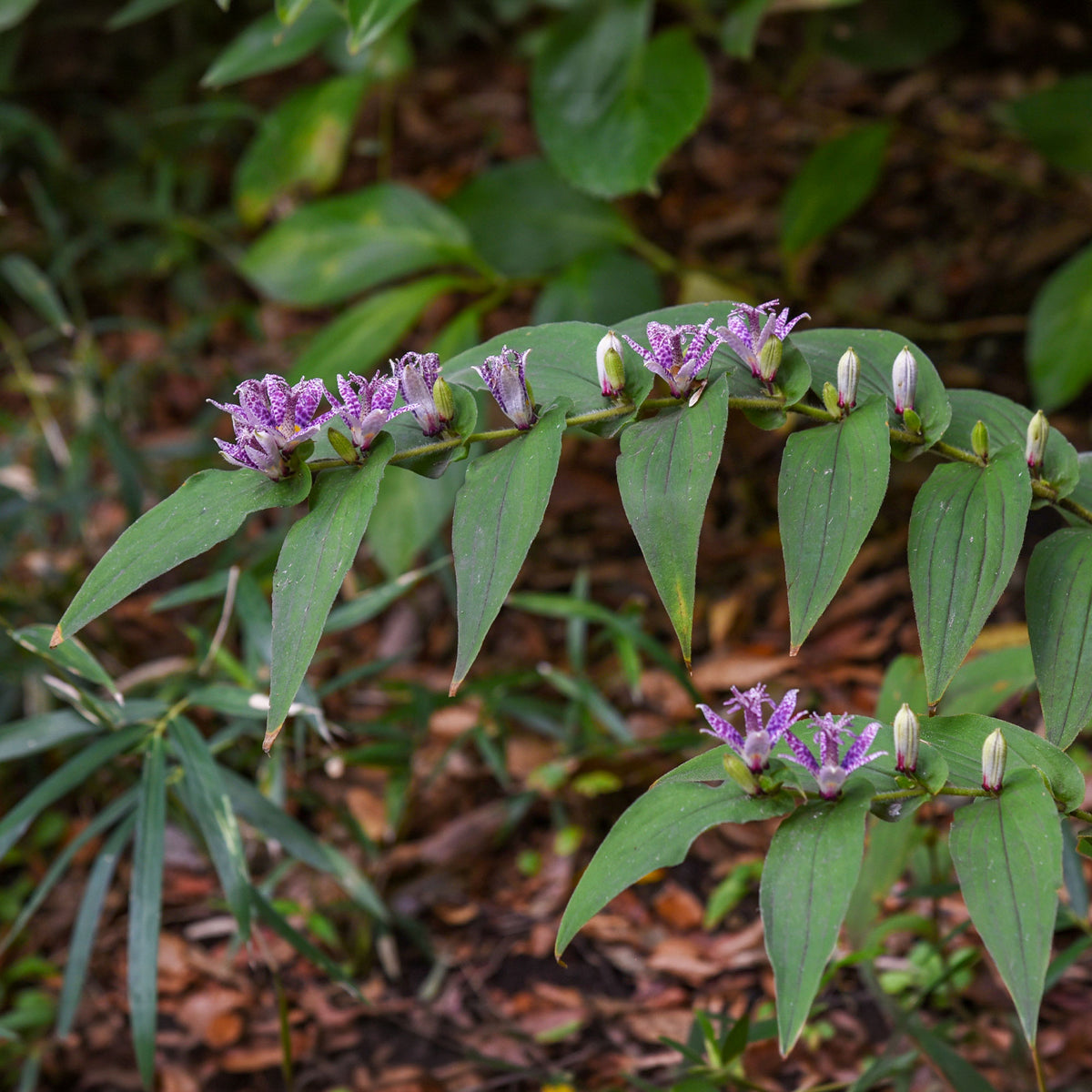 Lis des crapauds hirta - Tricyrtis hirta - Willemse