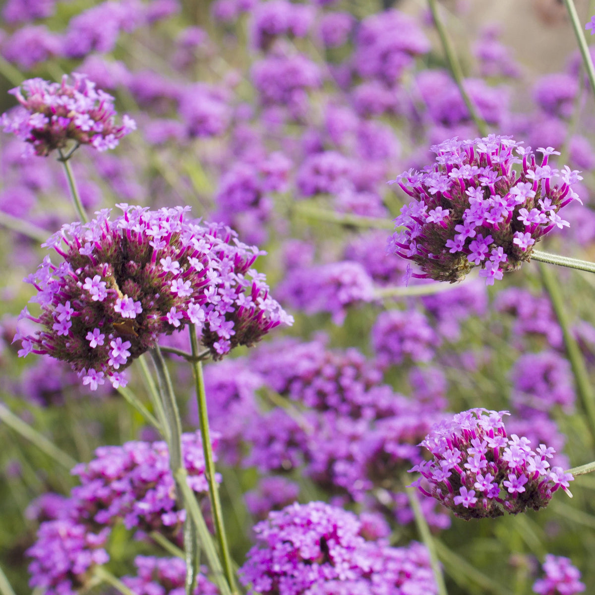 5 Vivaces roses et mauves - Molinia caerulea, Pennisetum orientale, Astrantia major, Scabiosa caucasica,Verbena bonariensis          - Willemse