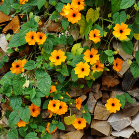 Suzanne aux yeux noirs orange - Grimpantes à fleurs - Willemse