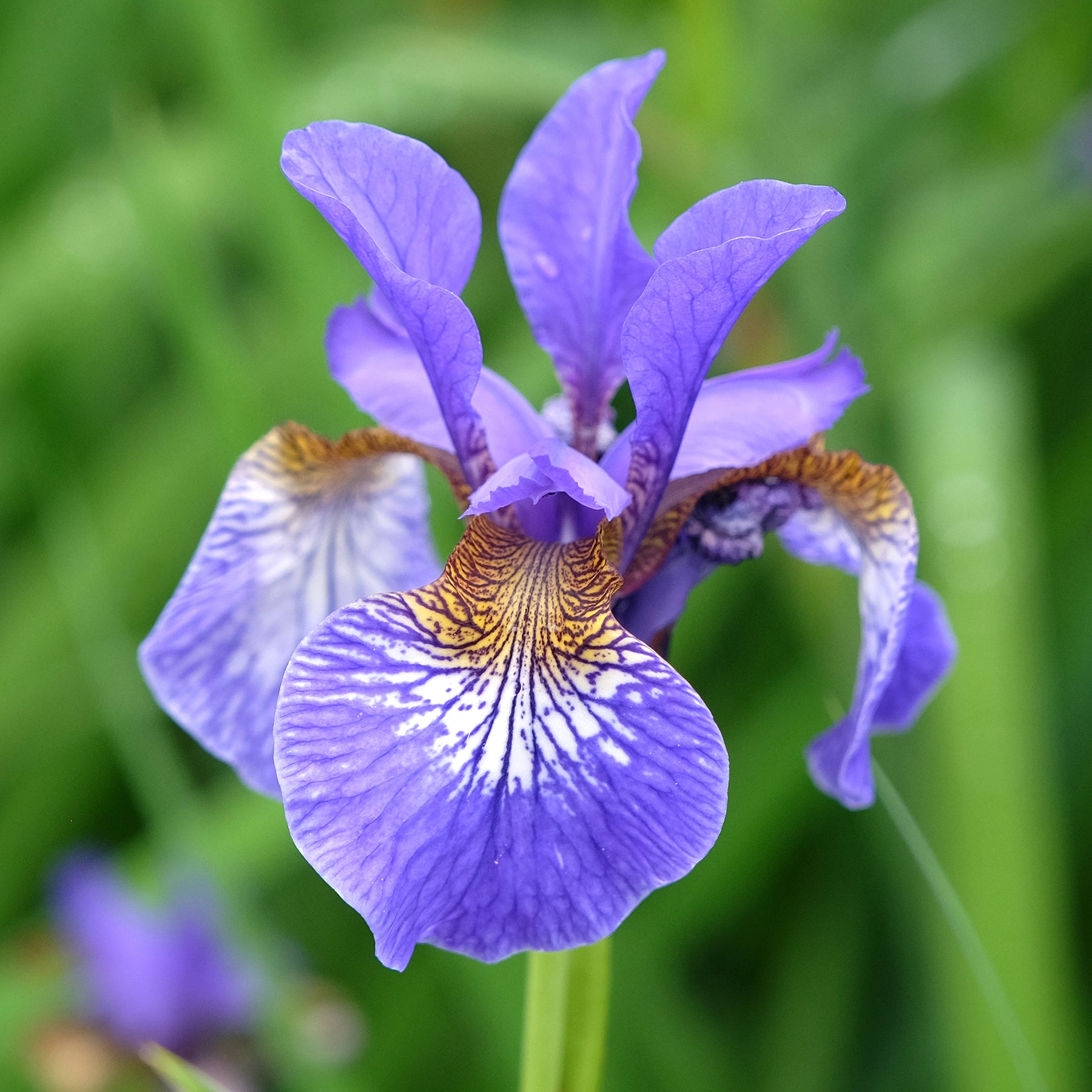 Iris de Sibérie - Willemse