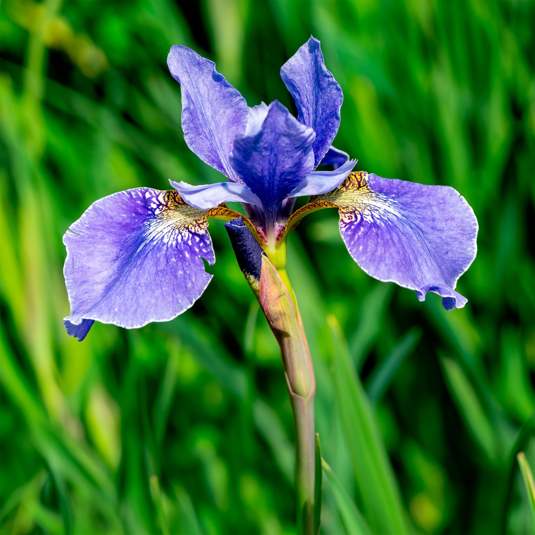 Vente Iris de Sibérie - Iris sibirica