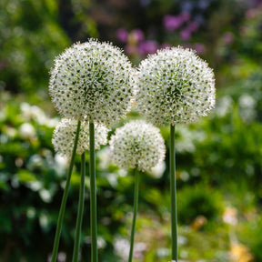 2 Alliums Mount Everest  - Willemse