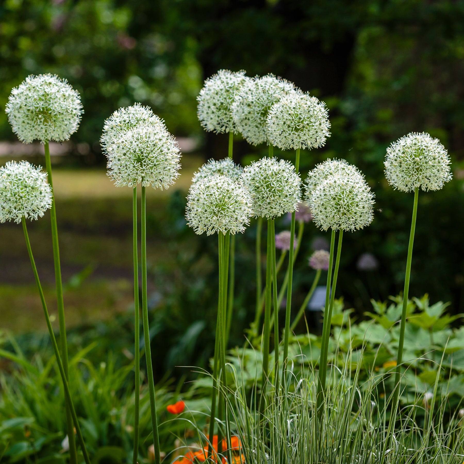 2 Alliums Mount Everest  - Allium stipitatum mount everest - Willemse