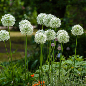 2 Alliums Mount Everest  - Allium stipitatum mount everest - Willemse