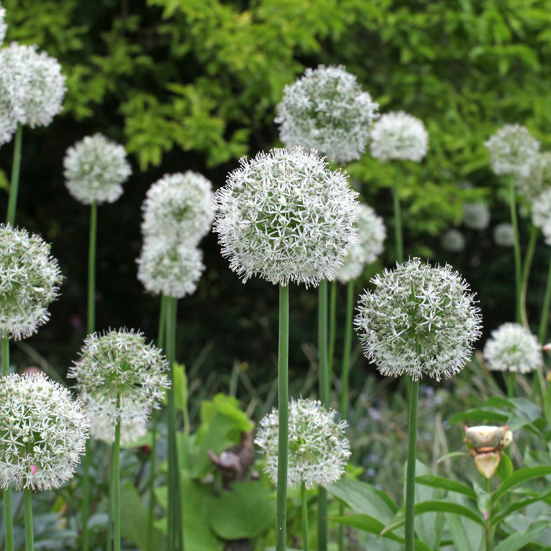 2 Alliums Mount Everest - Allium stipitatum mount everest - Willemse