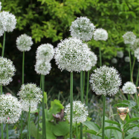 2 Alliums Mount Everest - Allium stipitatum mount everest - Willemse