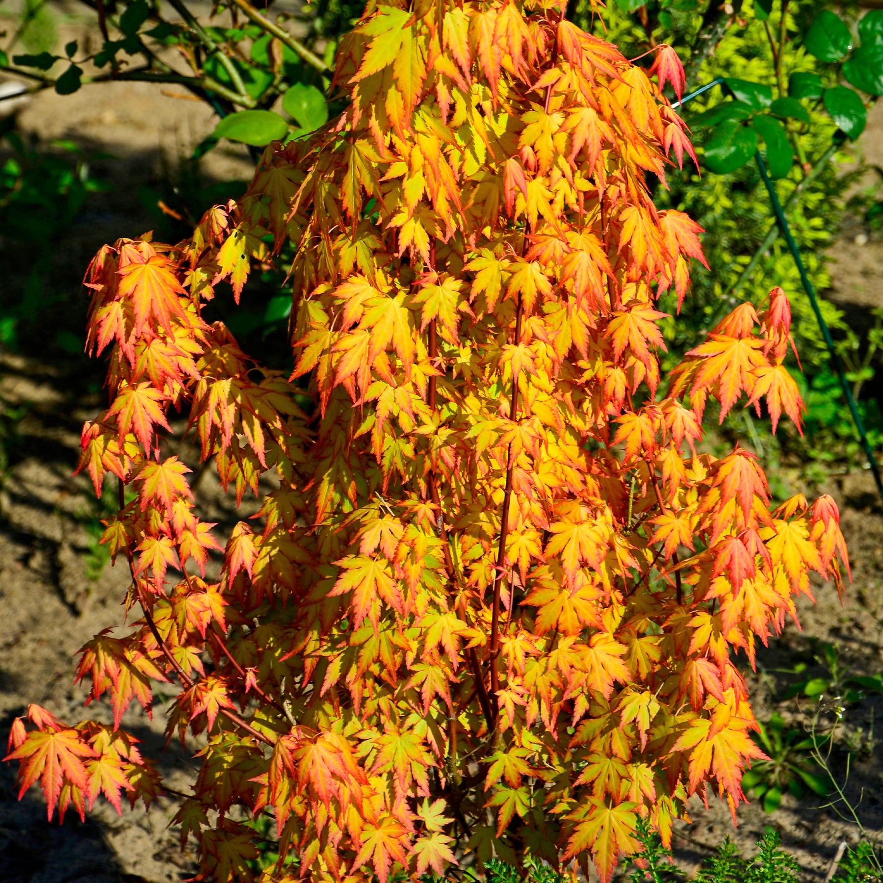 Erable du Japon Katsura - Acer palmatum katsura - Willemse