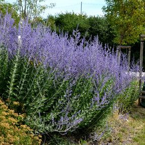 Perovskia atriplicifolia Blue spire - Willemse