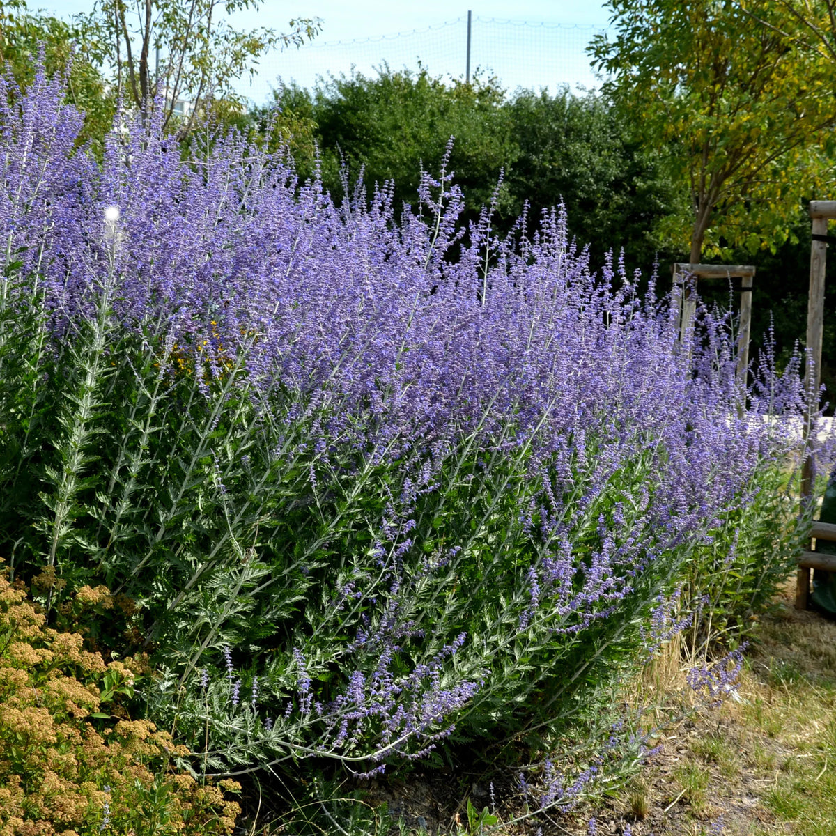 5 Vivaces pour massif ensoleillé  - Deschampsia cespitosa, Gaura lindheimeri, Nepeta faassenii, Perovskia atriplicifolia, Echinacea pallida                 - Willemse