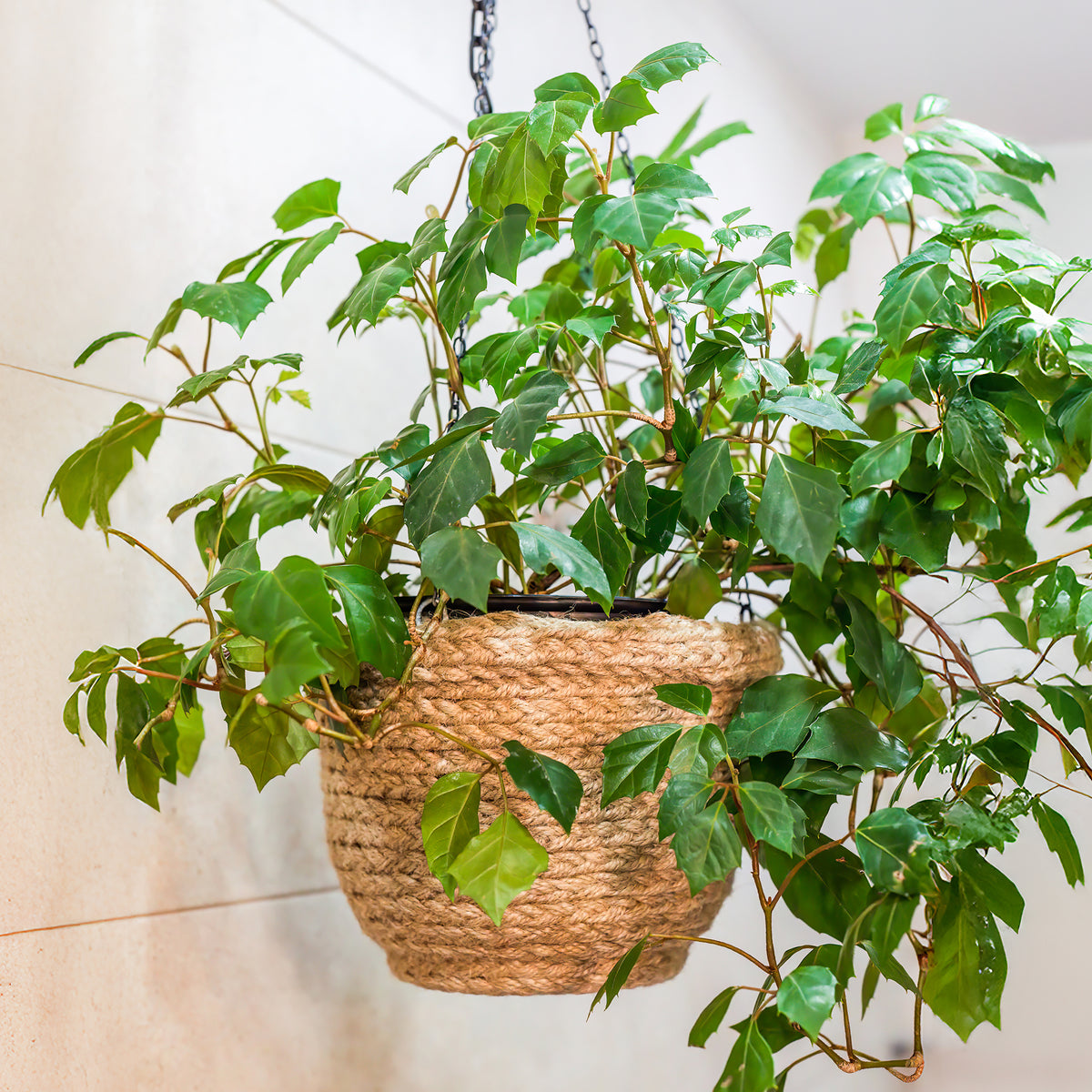 Cissus Ellen Danica - Willemse