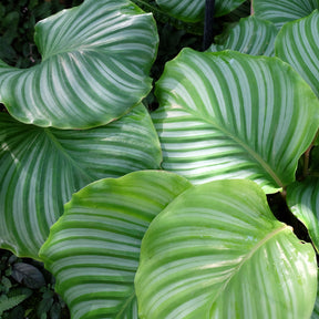 Calathea orbifolia - Calathea orbifolia - Willemse
