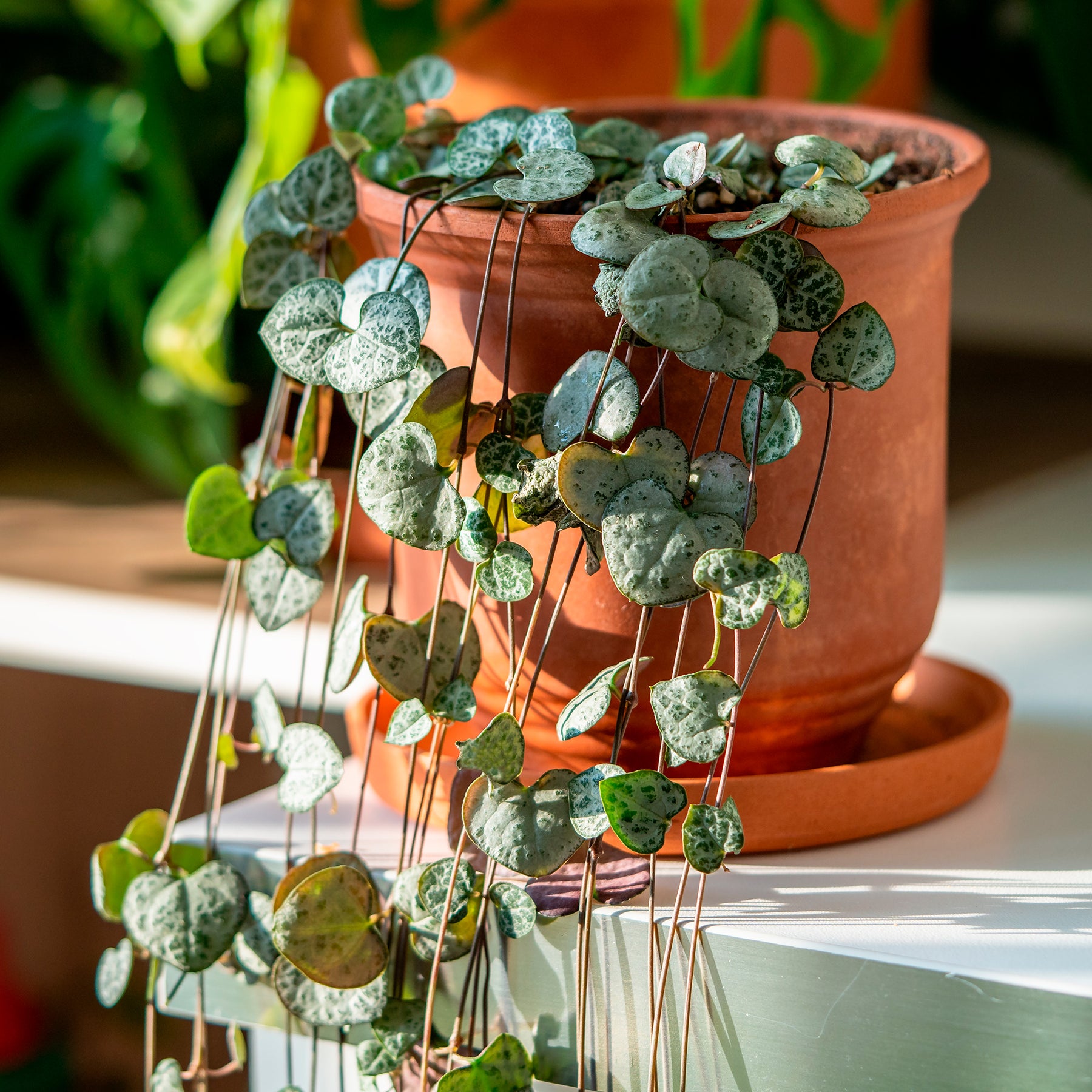 Chaine des coeurs - Ceropegia woodii - Willemse