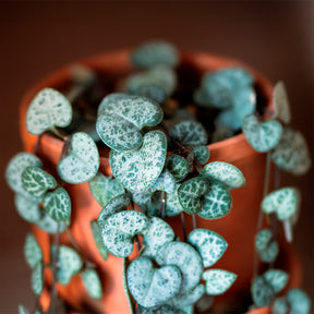 Ceropegia woodii - Chaine des coeurs - Cactus et plantes grasses