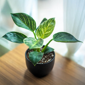 Philodendron Monstera White Wave - Philodendron white wave - Willemse