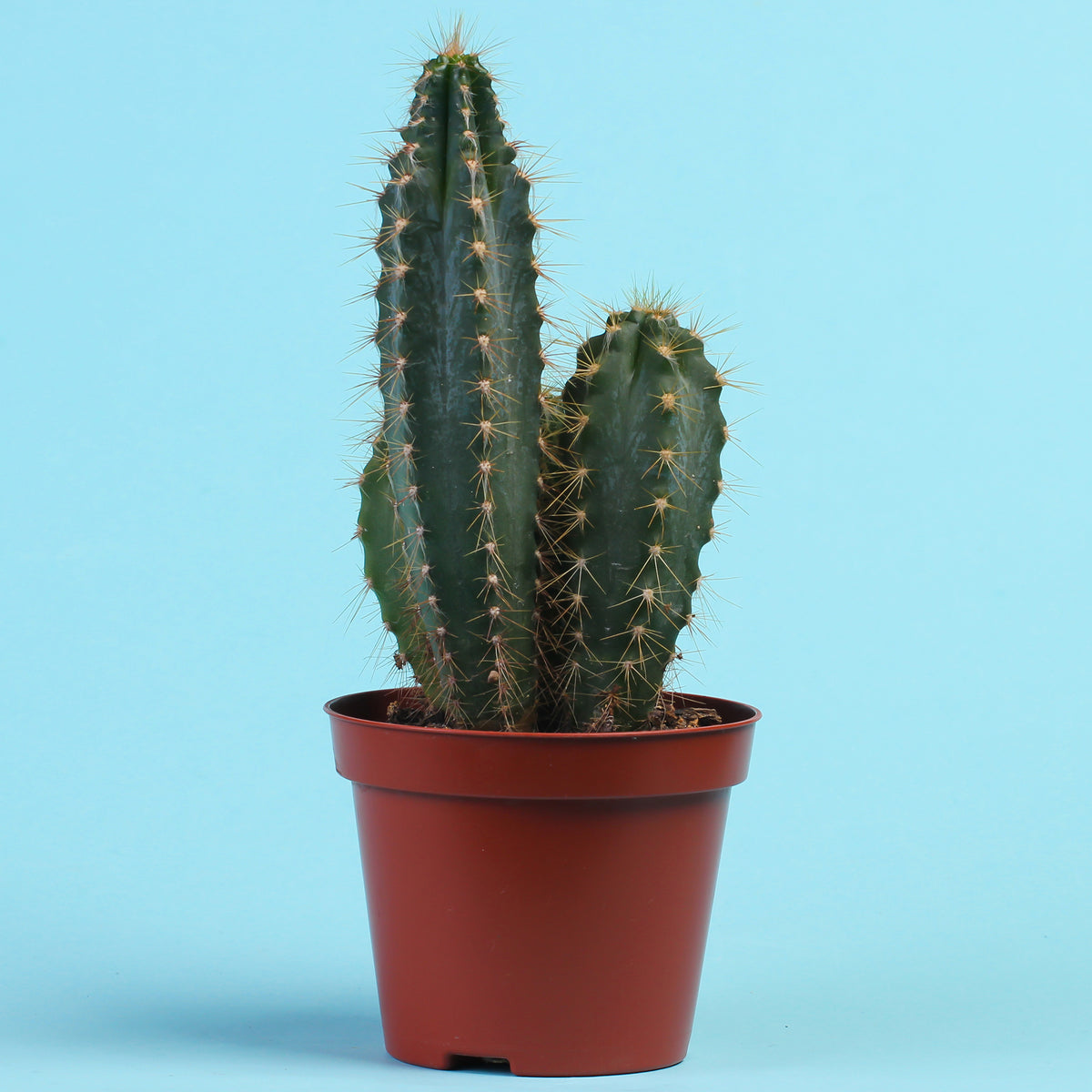 Polaskia Chichipe - Willemse