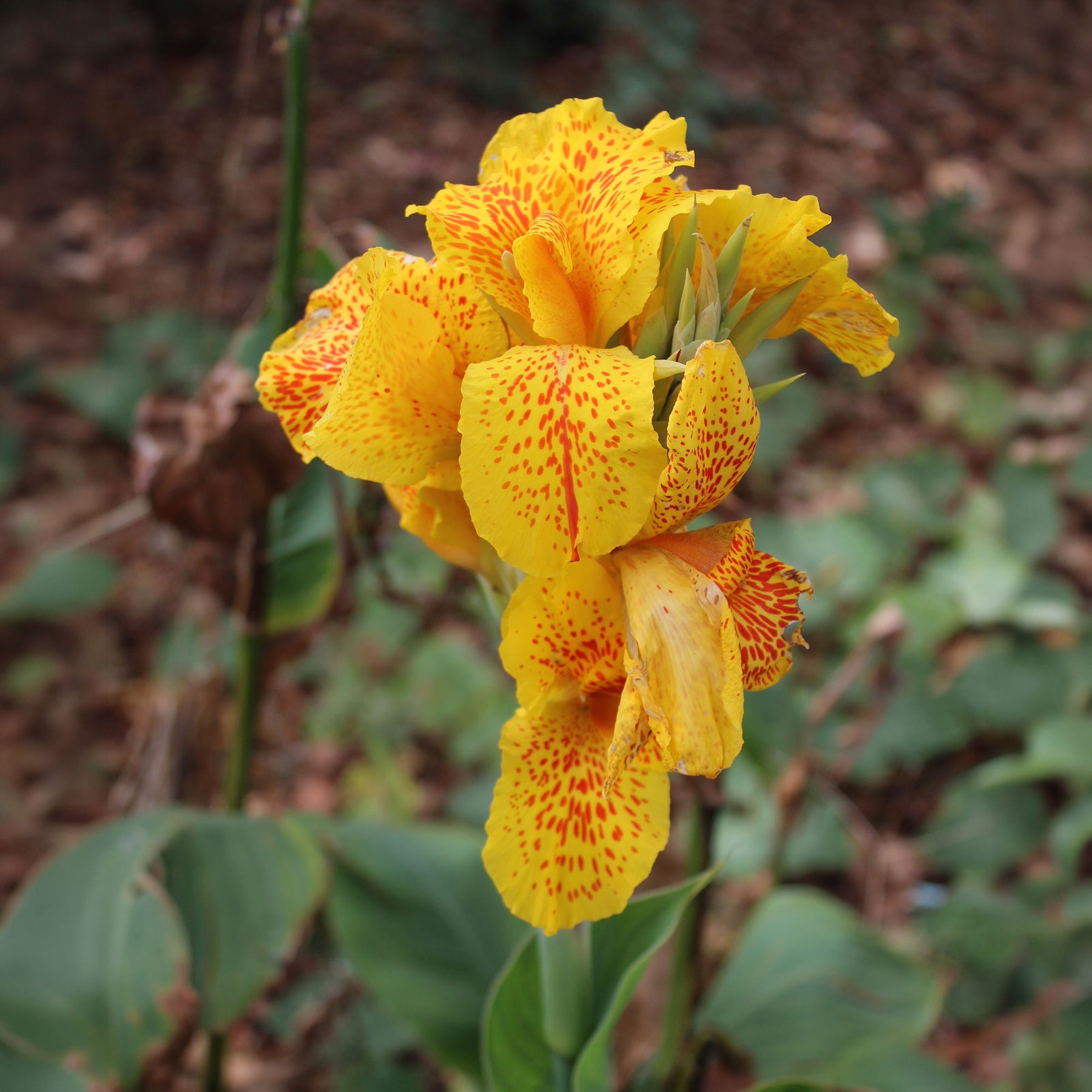 Canna 'tropical yellow' - 2 Canna Tropical Yellow - Canna