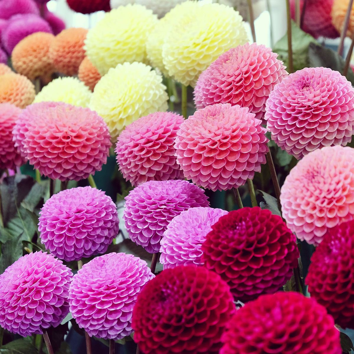 5 Dahlias pompon en mélange Ball Bio