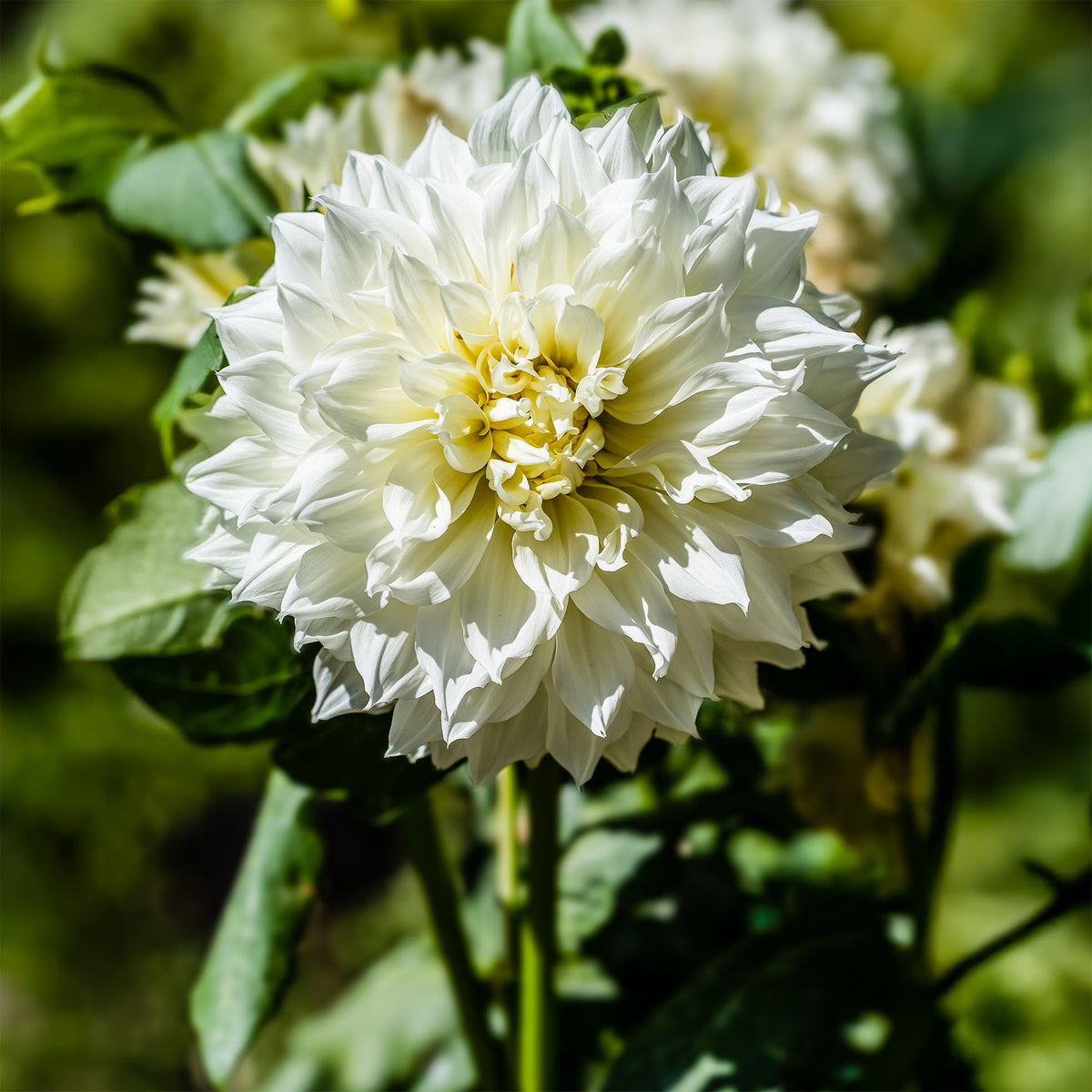 3 Dahlias géant Fleurel - Willemse