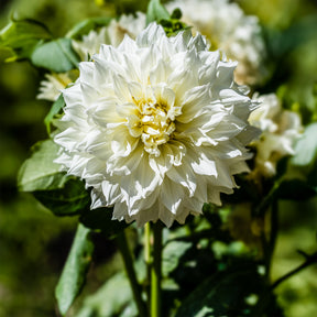 3 Dahlias géant Fleurel - Willemse