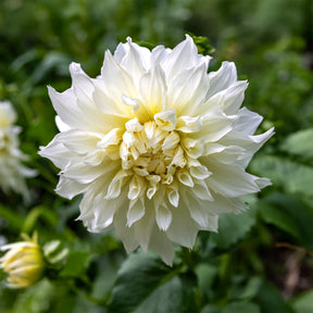 Dahlia 'fleurel' - 3 Dahlias géant Fleurel - Dahlia