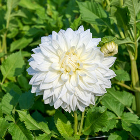 Dahlia - 3 Dahlias géant Fleurel - Dahlia 'fleurel'