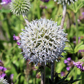 Boule azurée Arctic Glow