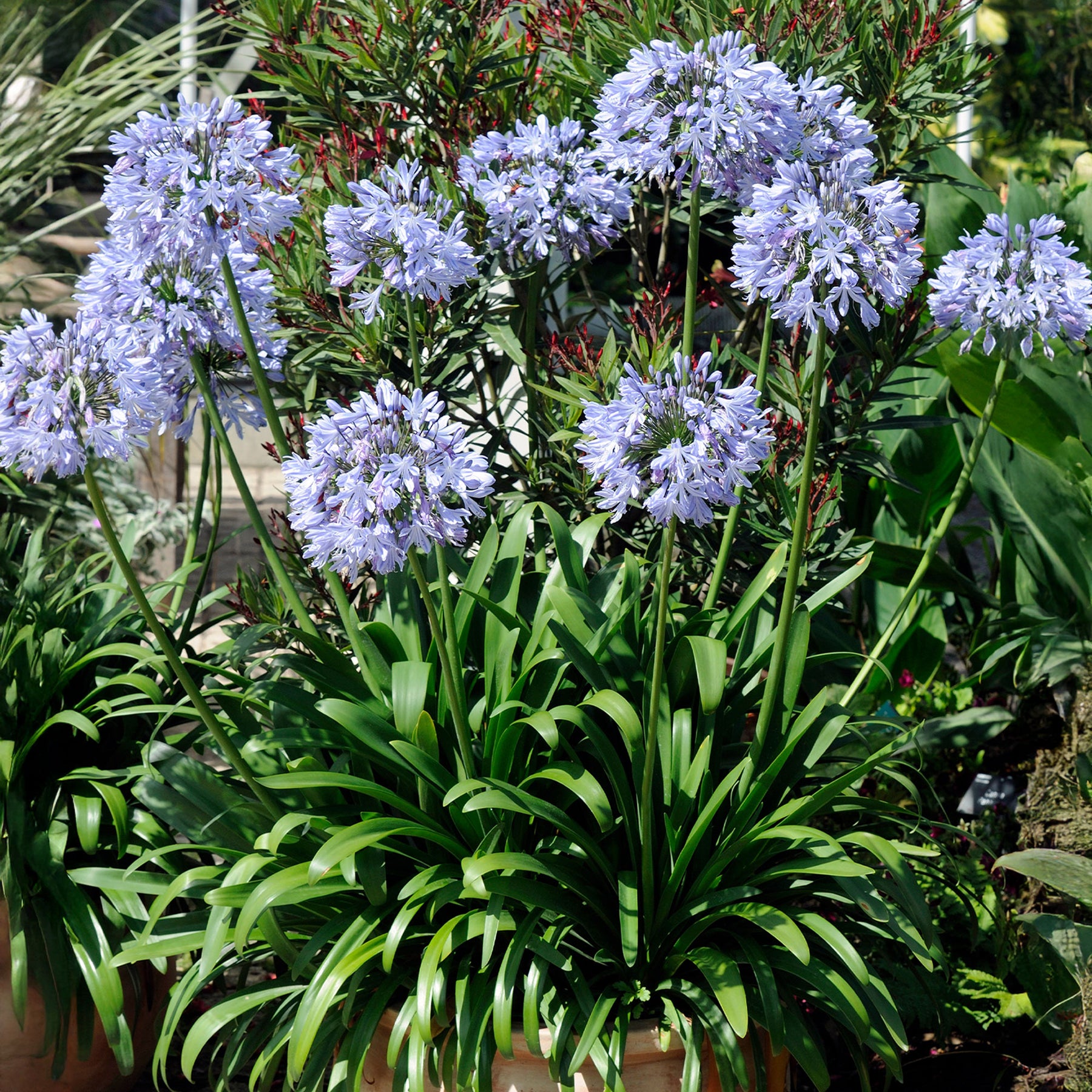 Agapanthes - 3 Agapanthes bleues - Agapanthus umbellatus