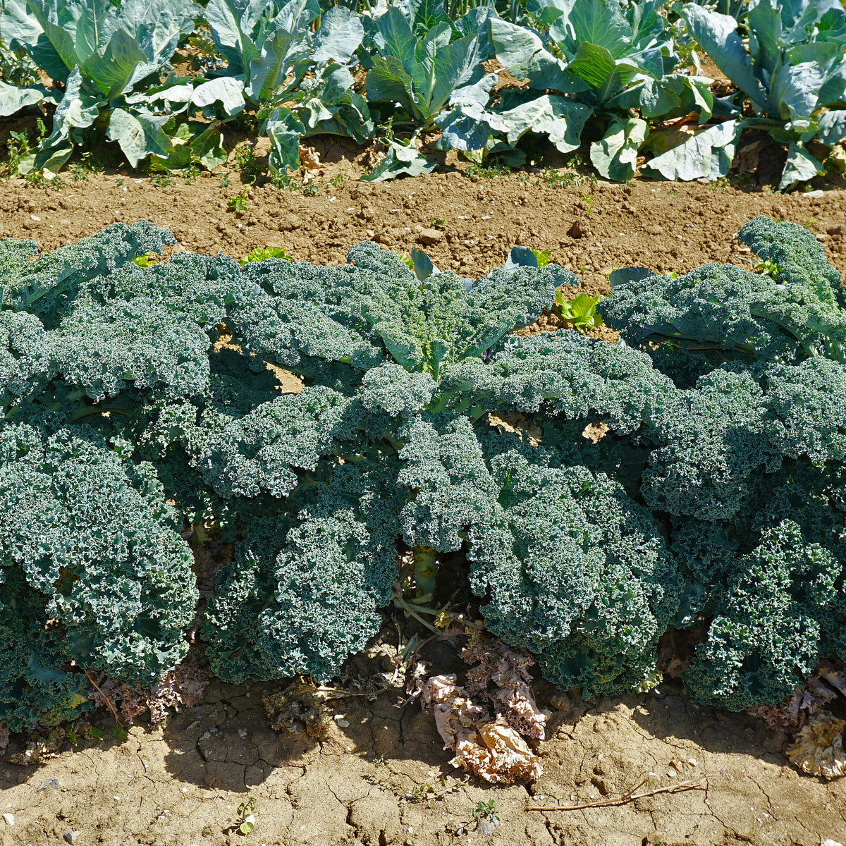 Chou frisé d'automne tardif Westlandse Herfst Kale - Brassica oleracea sabauda Westlandse Herfst Kale - Willemse