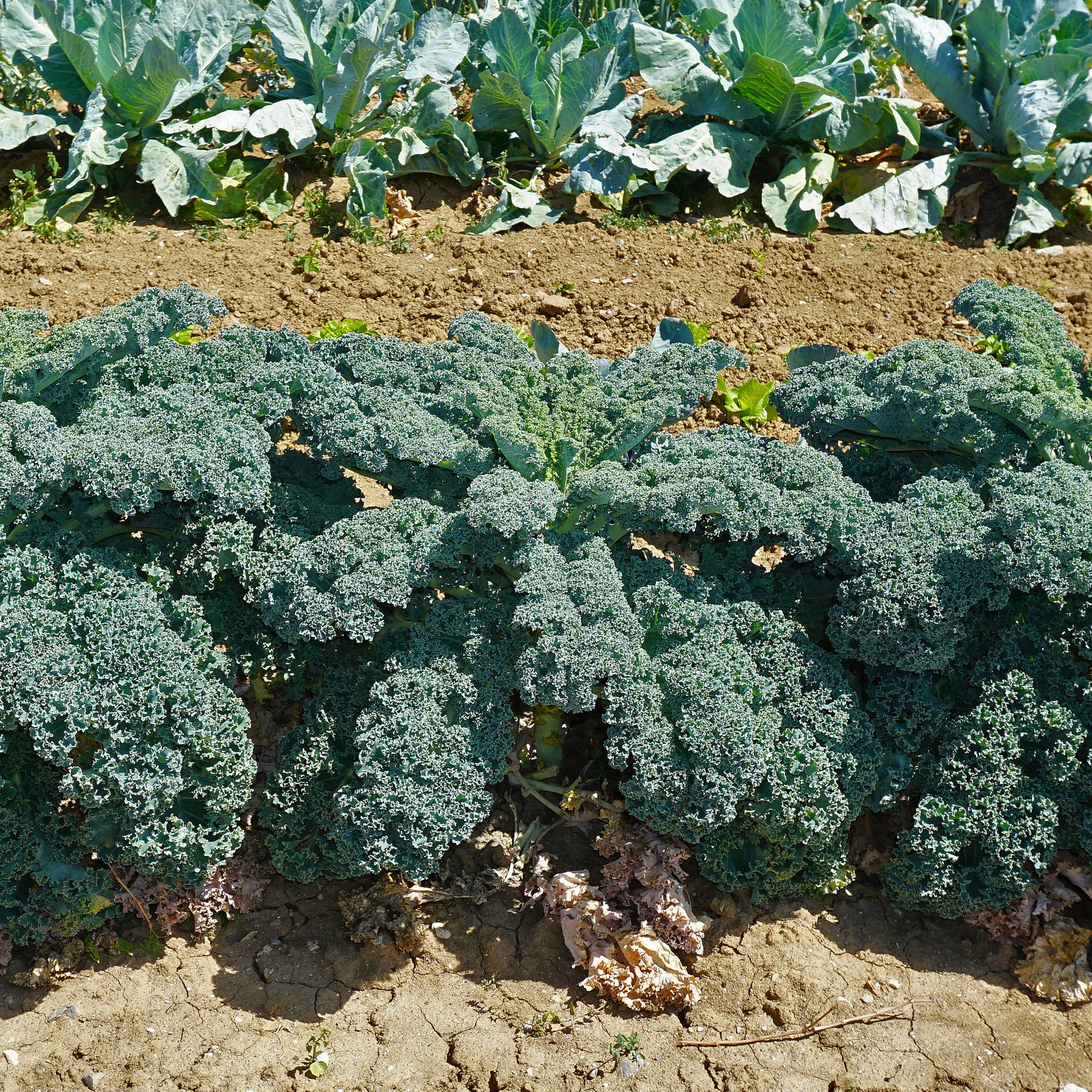 Chou frisé d'automne tardif Westlandse Herfst Kale - Brassica oleracea sabauda Westlandse Herfst Kale - Willemse